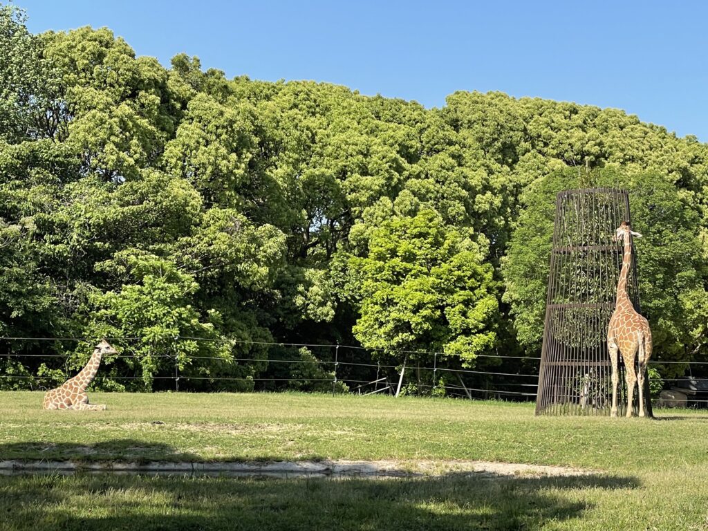 佇むキリン