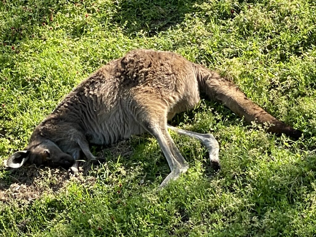 昼寝するカンガルー