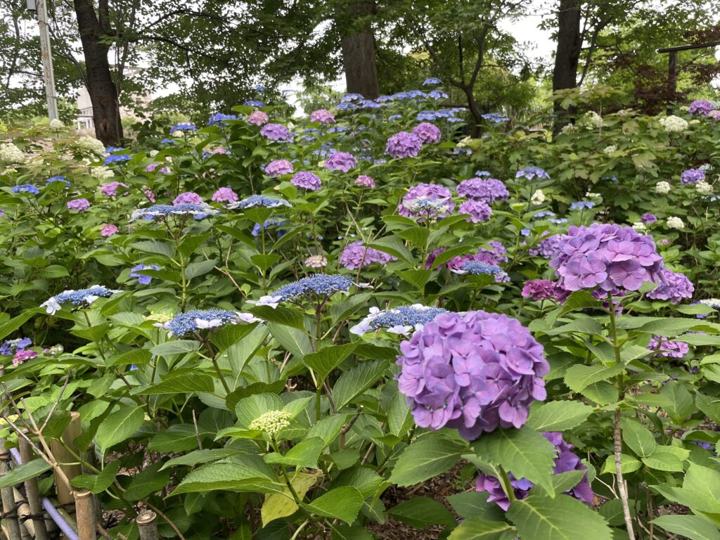 咲き誇る紫陽花