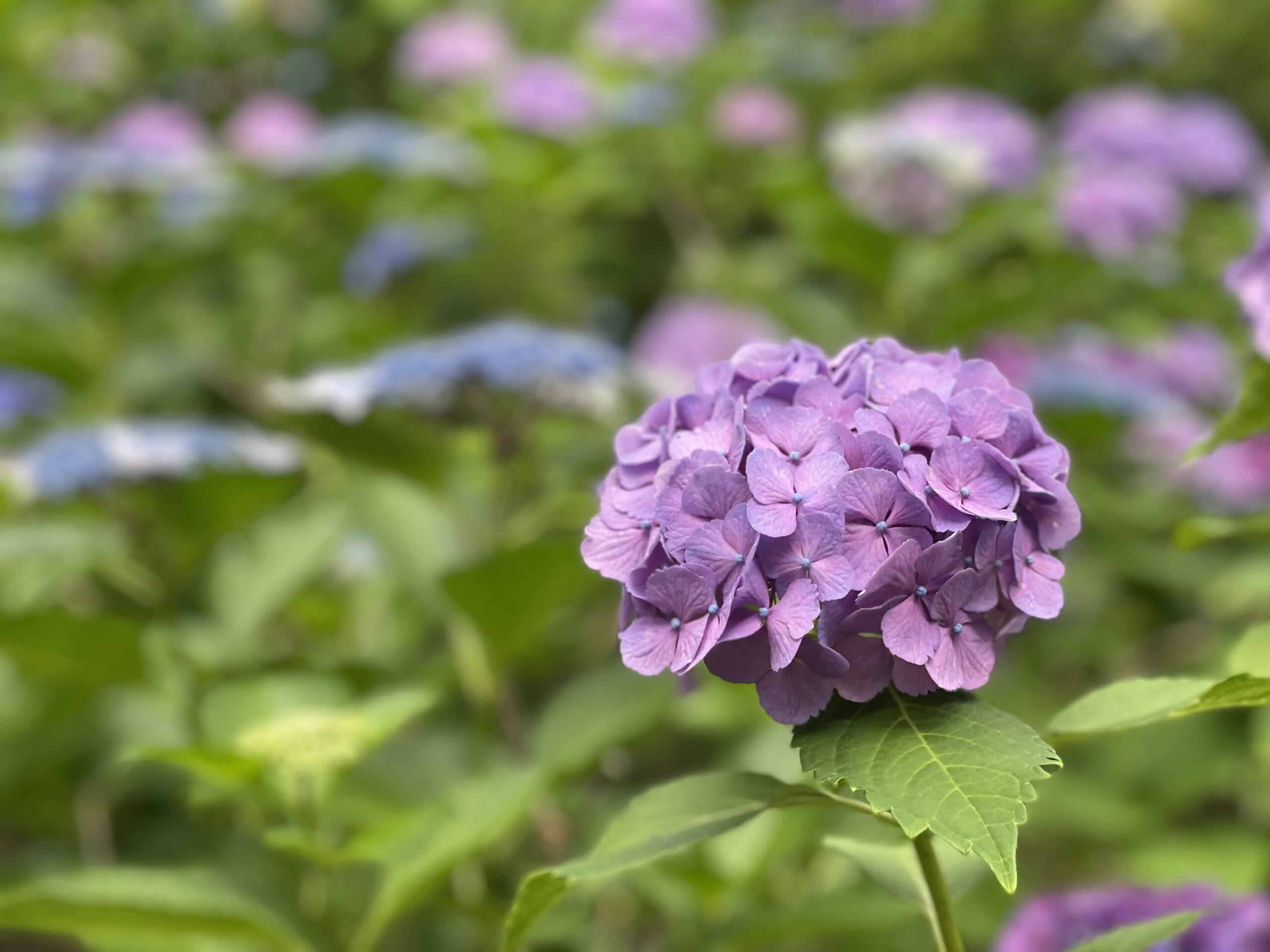 美しい紫陽花