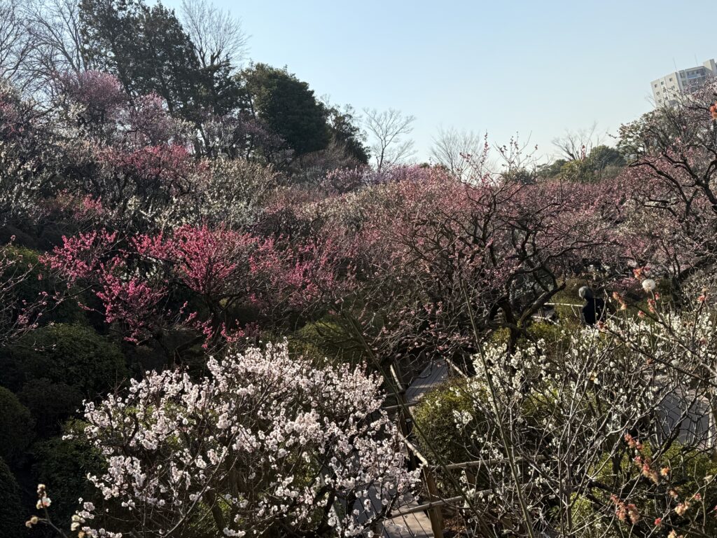 梅の花が綺麗