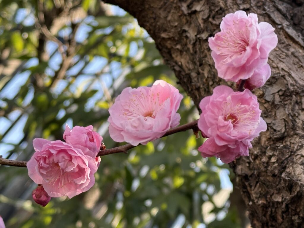 ピンク色の梅の花