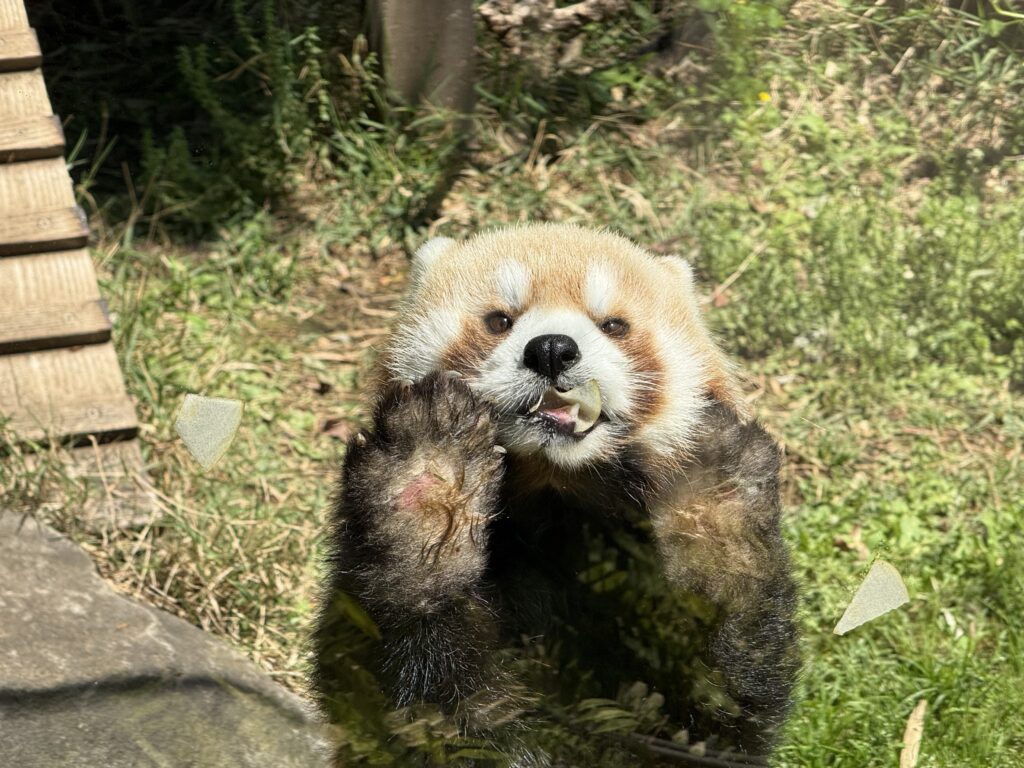レッサーパンダ