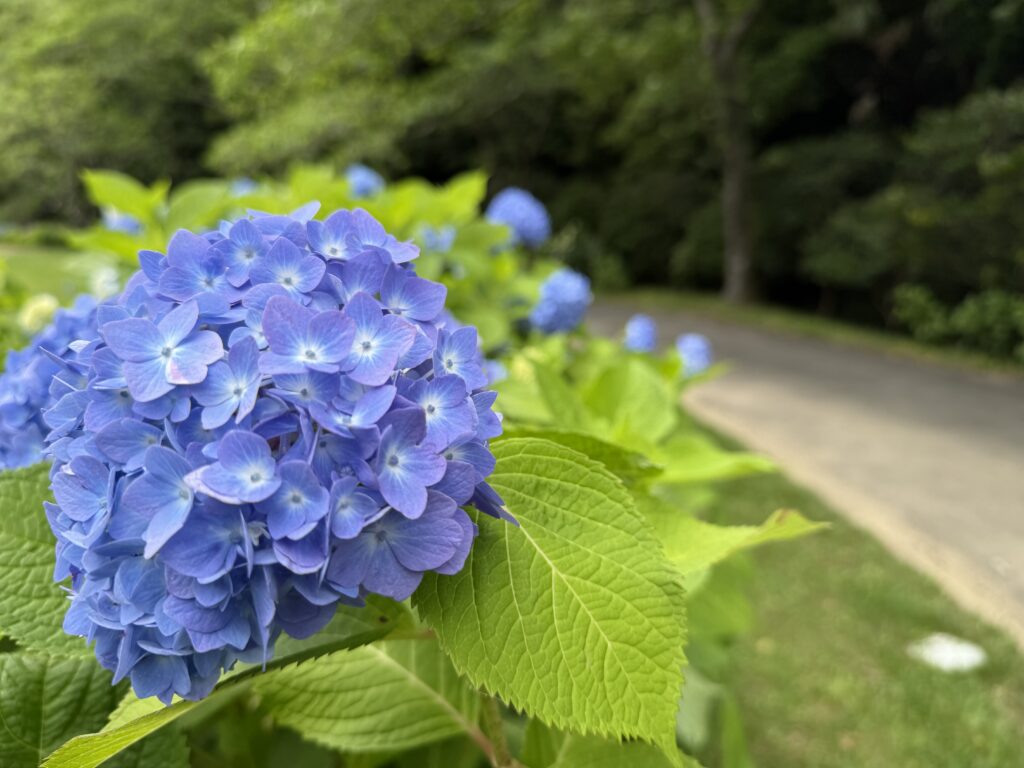 紫陽花