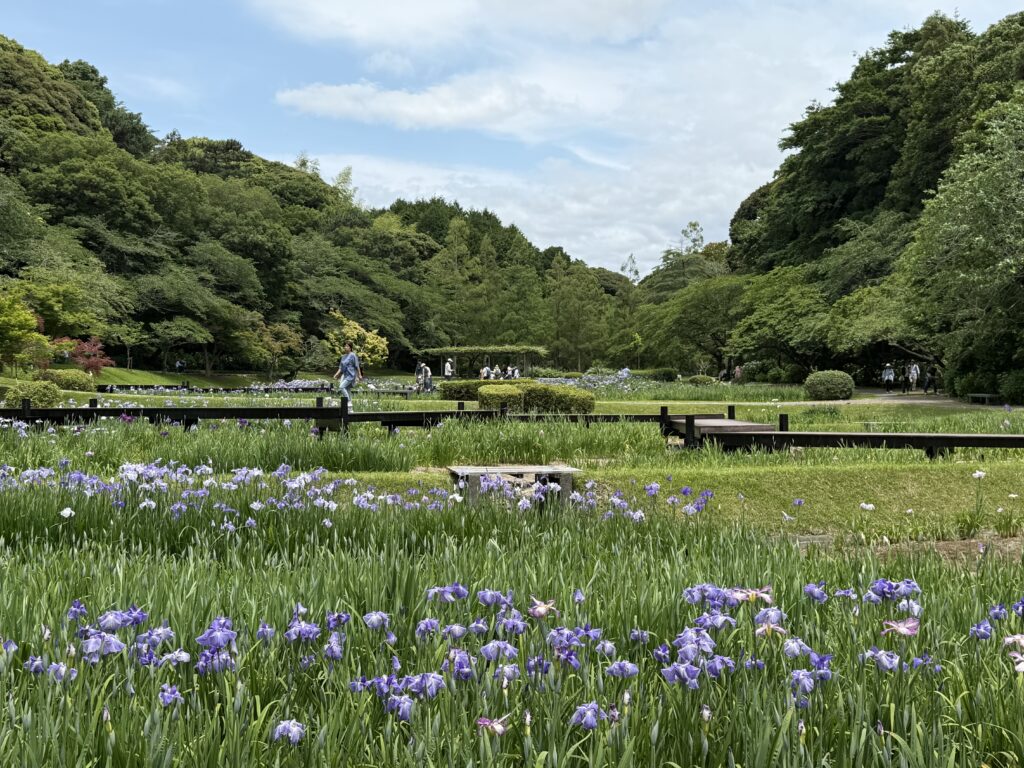 咲き誇る菖蒲
