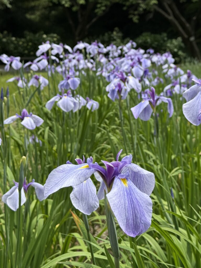 菖蒲