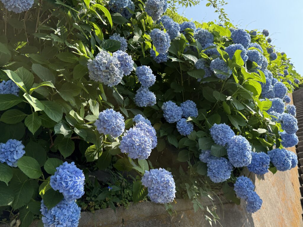 紫陽花ロード