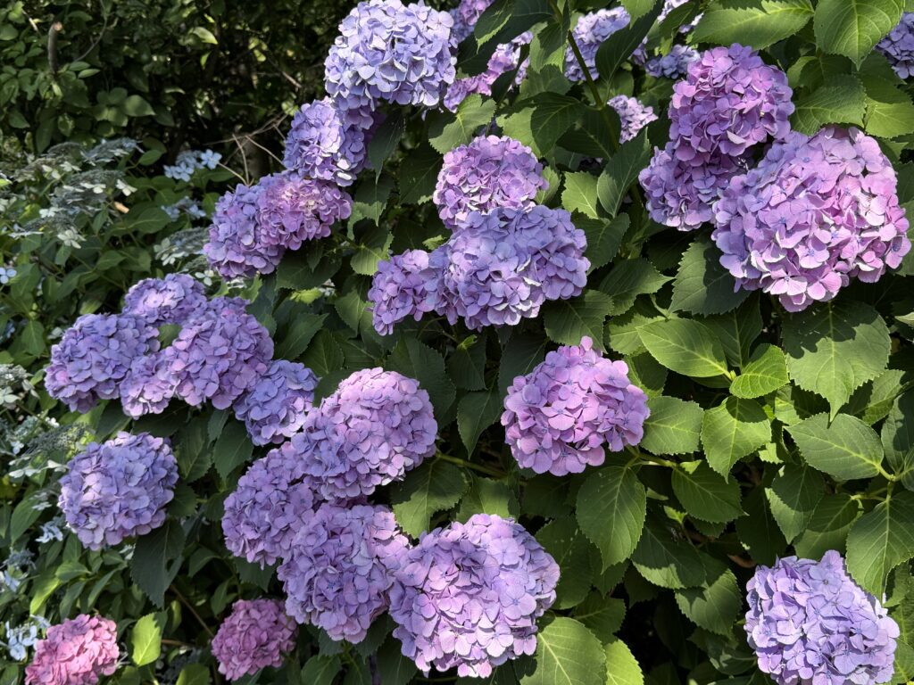 紫陽花