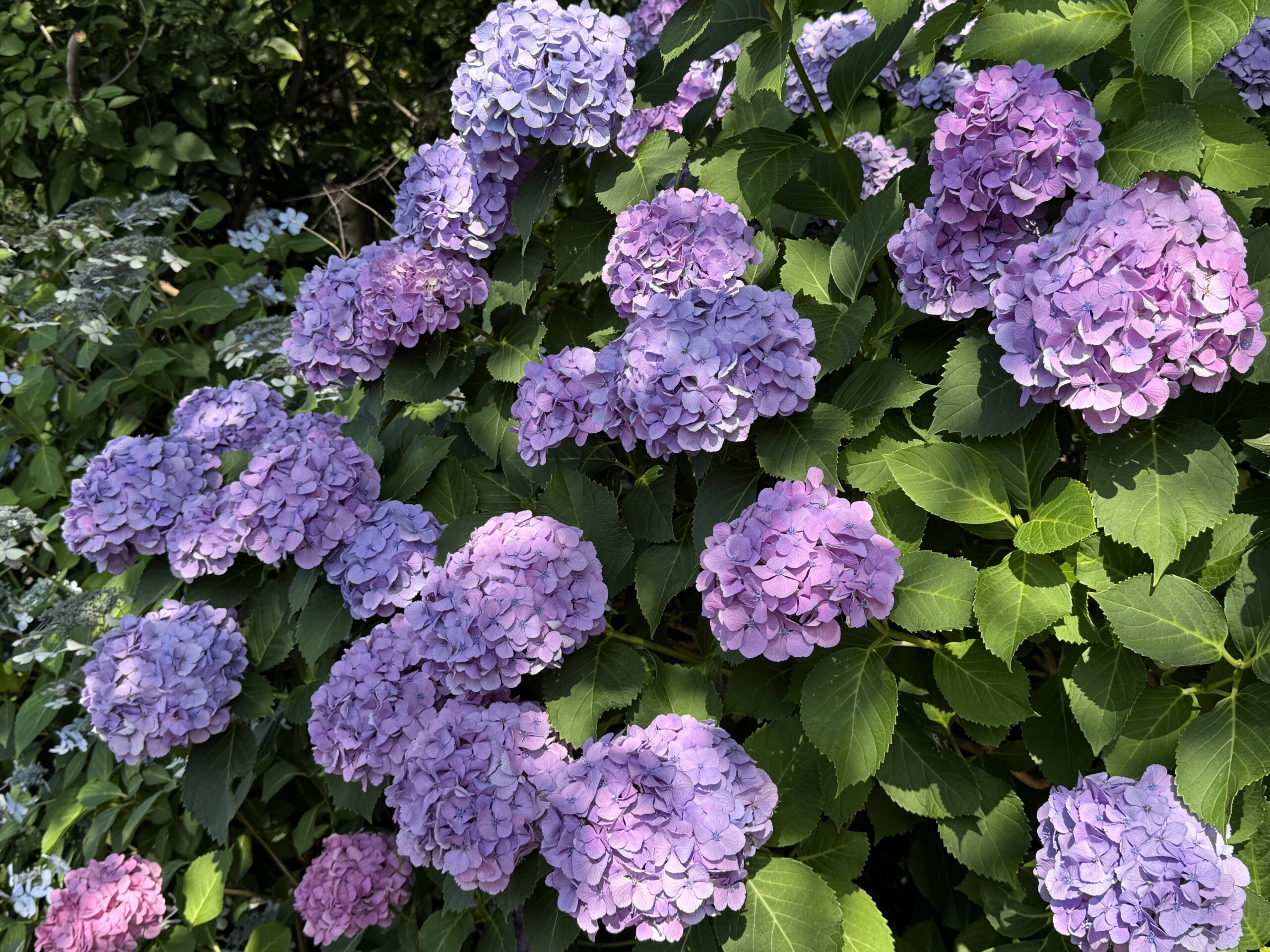 紫陽花