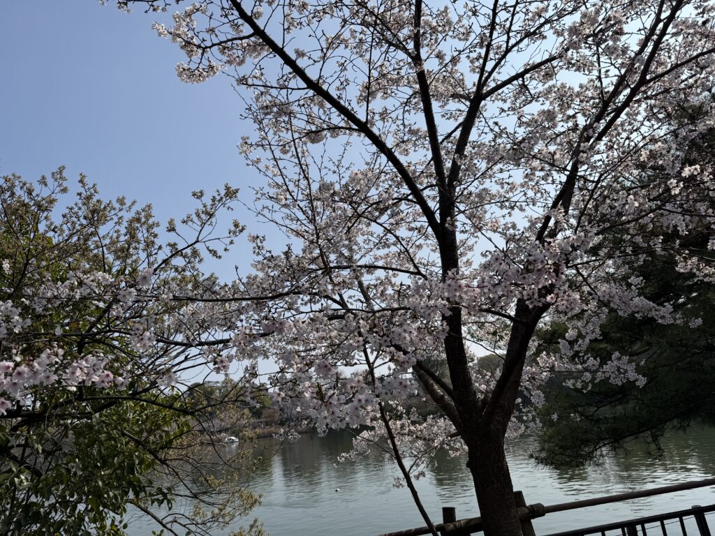 洗足池の桜
