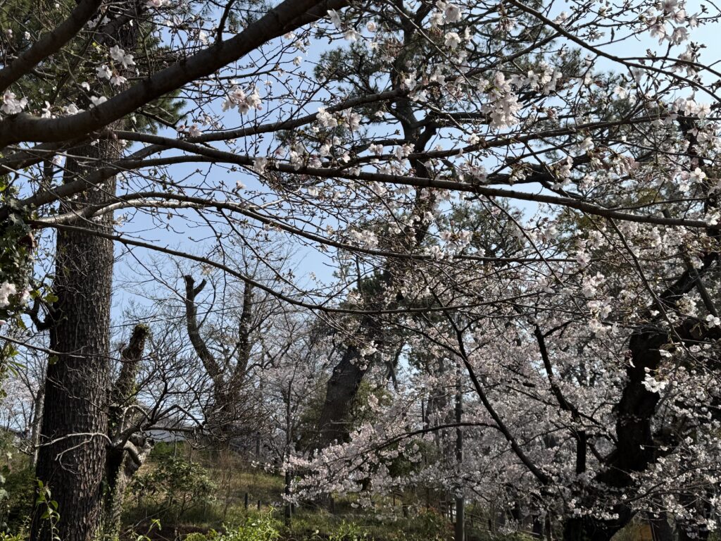 洗足池の桜