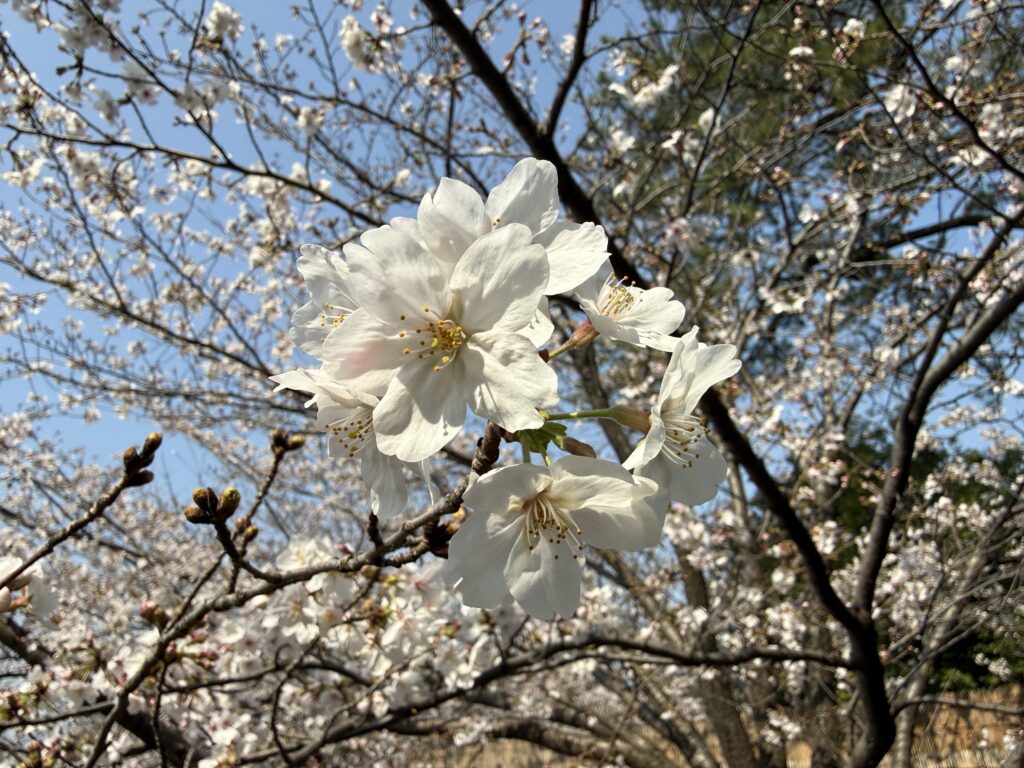洗足池公園の桜